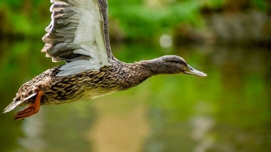 Fra frustration til fornøjelse: Sådan gør du krydsord til en leg