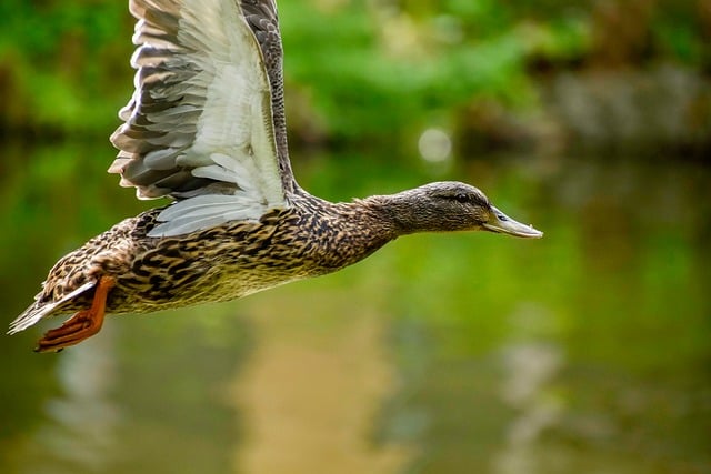 Fra frustration til fornøjelse: Sådan gør du krydsord til en leg
