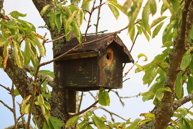 Fuglehusets ABC: Hvad skal du vide, før du investerer i et fuglehus?