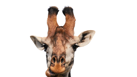 Girafsliber: En revolutionerende metode til at opnå perfekte overflader