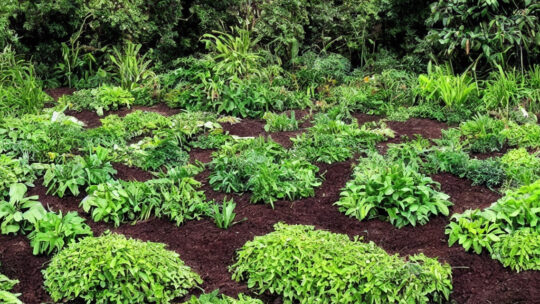 Sådan skaber du den perfekte plantejord til dine planter